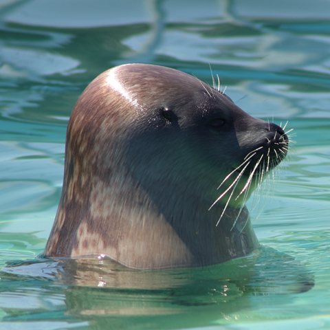【紋別市/Monbetsu City】オホーツクタワーエリア/観光